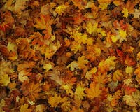 How to enjoy the autumn changes with your children